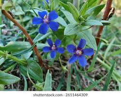 Image result for Anagallis barbata