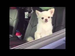 Sleepy Chihuahuas In Car Youtube