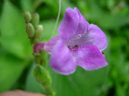 Image result for Asystasia glandulosa