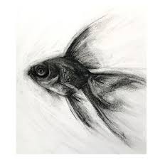 Training My Googly Eyes Half Of The Battle With Learning To Draw Is Learning To Trust What You Actuall Charcoal Art Charcoal Drawing Animals Fish Drawings