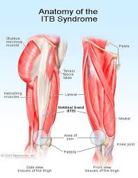 The muscles and tendons together allow the bones move. Illitibial Band Syndrome Symptoms Treatment Tests