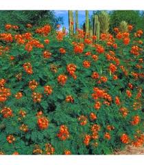 Image result for Caesalpinia rubra
