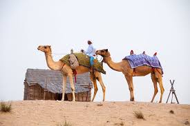 From camel racing to camel meat and milk chocolate. Royalty Free Photo Two Camels On Sand With Man Pickpik