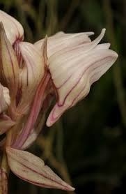 Image result for Ancistrorhynchus clandestinus