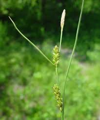 Image result for Carex conferta