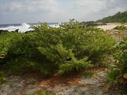 Image result for Suriana