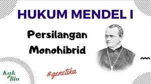 Artinya umur berbunga dikendalikan oleh satu Hukum Mendel I Persilangan Monohibrid Genetika Youtube