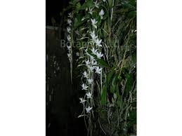 Image result for Aerangis appendiculata
