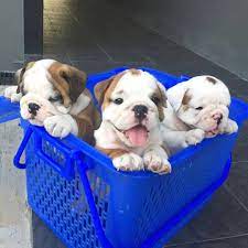 Check spelling or type a new query. Exotic Akc English Bulldog Puppies For Adoption Home Facebook