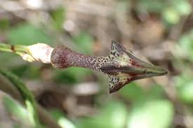 Image result for Ceropegia nilotica