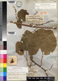 Image result for Chasmanthera dependens