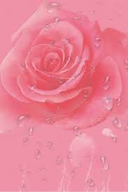 وردي وردة زهرية عطر ارتفع رومانسية مصدر صورة الخلفية للتحميل مجانا