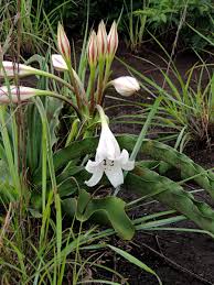 Image result for Crinum macowanii