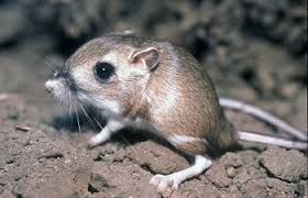 Desert Animals Lesson For Kids Study Com