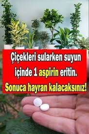 Aspirinin Bitki Ve Ciceklere Faydalari Aspirin Nasil Kullanilir Sosyolife Net Aspirin Bitki Vejetaryen Bahceleri