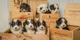 Bernedoodle babies is a small family based breeder with 14 yrs. Bernedoodles Breeder Tri Color Bernadoodle Puppies For Sale Illinois