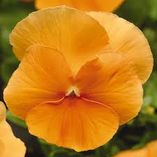 As long as the basic factors are met, caring for a citrus plant is relatively easily. Pansy Matrix Orange Tray Of 40 Plug Plants Brookside Nursery