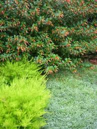 Coleonema Sunset Lime Foliage Plant On The Left Side Garden Design Side Garden Plants
