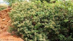 Image result for Harungana madagascariensis