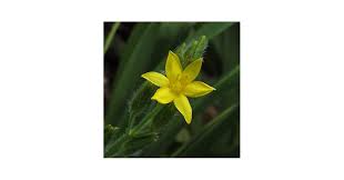 Image result for Hypoxis parvifolia