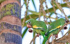 Check spelling or type a new query. Canary Winged Parakeet