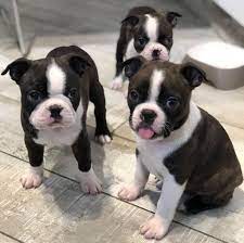 Boston terrier puppies alabama : Boston Terrier Puppies Facebook