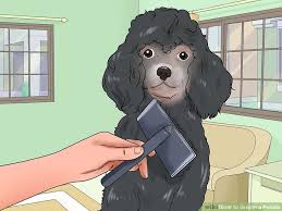 How To Groom A Poodle With Pictures Wikihow