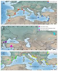 Image result for Antopetitia abyssinica