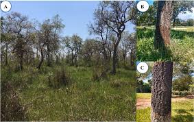 We would like to show you a description here but the site won't allow us. Fire Flood And Monodominance Of Tabebuia Aurea In Pantanal Sciencedirect