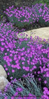 Pin On Sun Perennial Plants