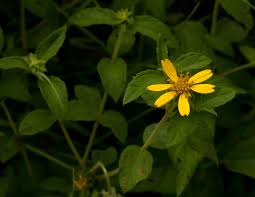 Image result for Aspilia pluriseta