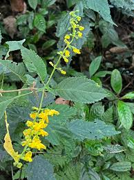 Image result for Coleus melleri