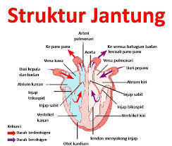 Tempoh ovulasi ini boleh dijadikan salah satu cara semulajadi untuk membantu pasangan untuk hamil atau menjadi alternatif untuk mencegah. 2