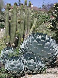 agave parryi var truncata gorgeous hardy and drought etsy plantas jardin suculentas plantas crasas