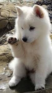 See You Later Mom Baby Wolves Wolf Dog Baby Animals