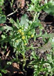 Image result for Senecio vulgaris