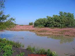 Septic Lagoons For Onsite Waste And Wastewater Treatment Design Regulation Explanation Wastewater Treatment Ponds Constructed Wetlands For Onsite Wastewater Treatment