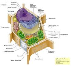 If it was made with chocolate cake, i'll bet you would. Plant Cell Cake 3 Steps With Pictures Instructables