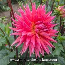 Order king salmon online today! Dahlia Wyn S King Salmon Dahlia Summerdreamsfarm