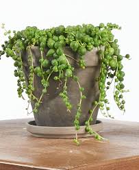 Then just place on moist soil or lightly cover with moist soil. Why Is My String Of Pearls Drying Out And Dying Bloomscape