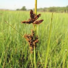 Image result for Pycreus