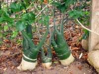 Image result for Adenia fruticosa