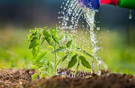 When to water your vegetable garden. How To Water Your Vegetable Garden