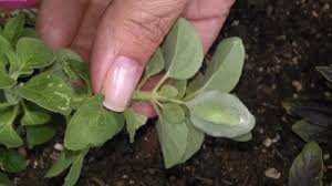 Best way to get rid of gnats without using any chemicals. Infected Peppermint Fungus Gnats Need Help