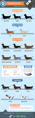 A y is dominant red. Dachshund Colors Patterns And Markings Playbarkrun