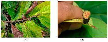 Md, phd, docent kolesnikova e.a. Agronomy Free Full Text Dynamic Of Vascular Streak Dieback Disease Incidence On Susceptible Cacao Treated With Composted Plant Residues And Trichoderma Asperellum In Field Html