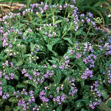 Published by flowersimg on march 13, 2019. Pulmonaria Saccharata Mrs Moon Walters Gardens Inc