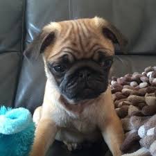 Maybe you would like to learn more about one of these? Pug Puppies For Sale Eugene Oregon Pug Puppies Home Facebook