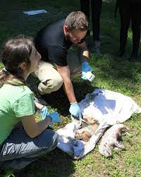 Professional certification for forensic entomologists. Can A Forensic Entomologist Really Calculate Time Of Death
