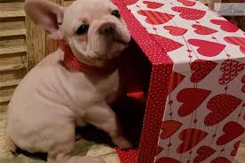 Thank you for looking at our advert. Aries French Bulldog Puppy For Sale Near Houston Texas D83e0199 5221 French Bulldog French Bulldog For Sale Bulldog